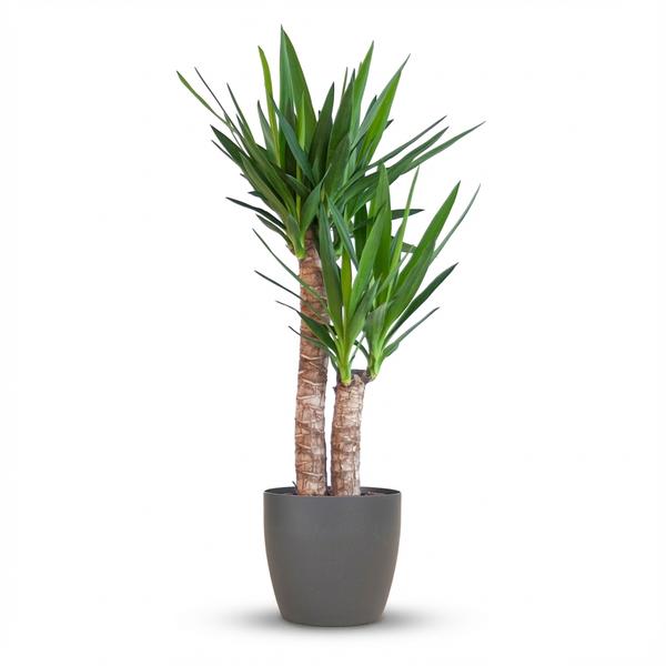 Yucca Elephantipes – Pot 21cm – H 80 – 90cm