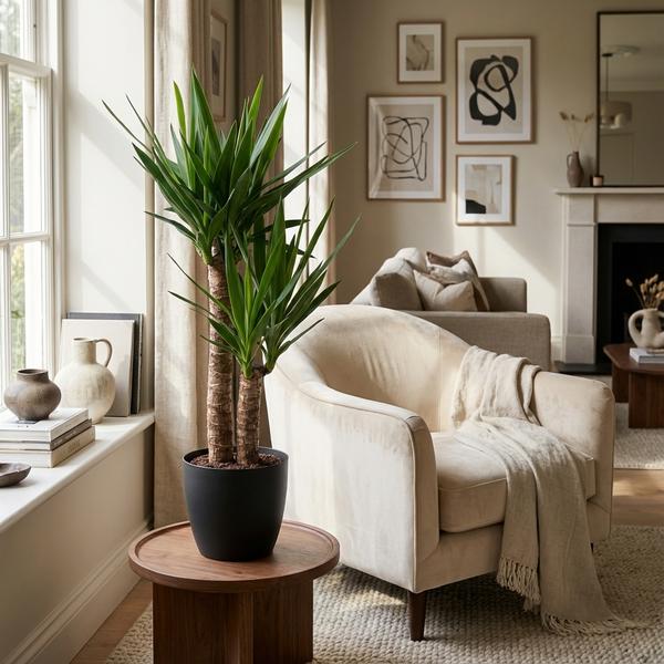 Yucca Elephantipes - Pot de 21cm - Hauteur 80 - 90cm