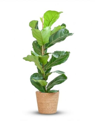 Ficus Lyrata - Pot de 21cm - Hauteur 75 - 85cm