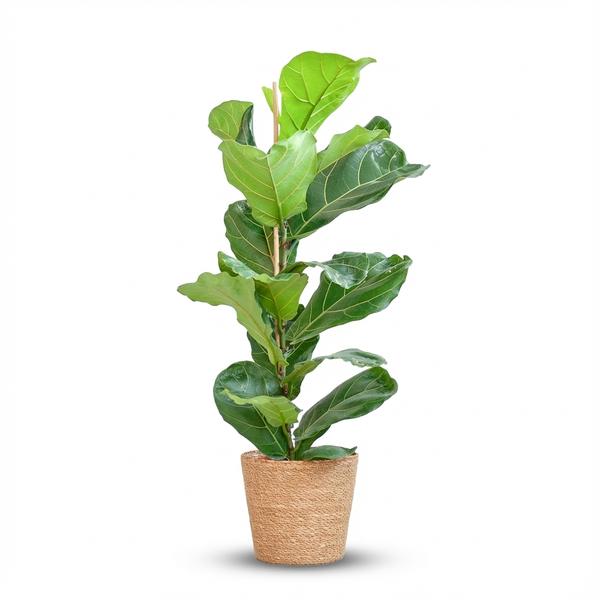 Ficus Lyrata – Pot 21cm – H 75 – 85cm