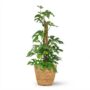Monstera Minima avec tuteur - Monstera Rhaphidophora tetrasperma - Pot de 19cm - Hauteur 90cm