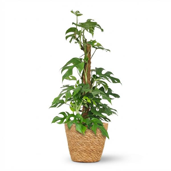 Monstera Minima avec tuteur - Monstera Rhaphidophora tetrasperma - Pot de 19cm - Hauteur 90cm