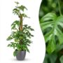 Monstera Minima avec tuteur - Monstera Rhaphidophora tetrasperma - Pot de 19cm - Hauteur 90cm