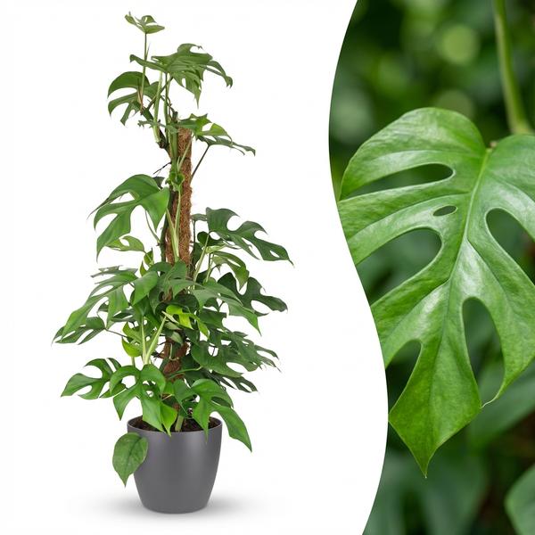 Monstera Minima avec tuteur - Monstera Rhaphidophora tetrasperma - Pot de 19cm - Hauteur 90cm