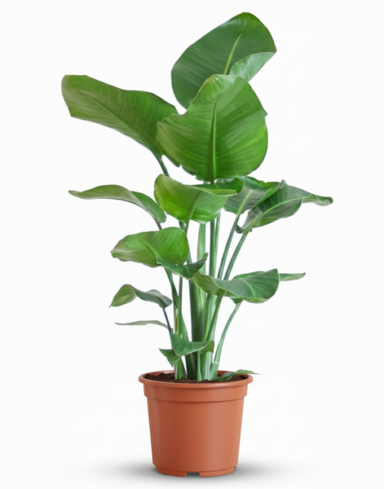Strelitzia Nicolai