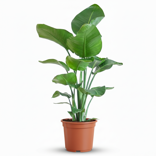 Stelitzia Nicolai – Pot de 19cm – H 80 – 90cm