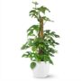 Monstera Minima avec tuteur - Monstera Rhaphidophora tetrasperma - Pot de 19cm - Hauteur 90cm