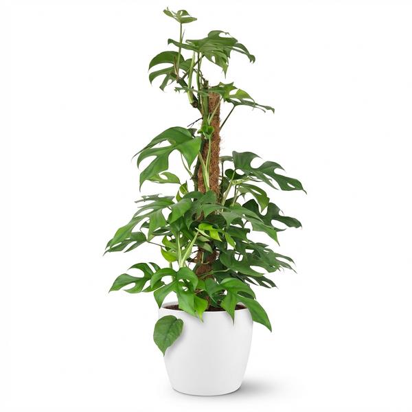 Monstera Minima avec tuteur - Monstera Rhaphidophora tetrasperma - Pot de 19cm - Hauteur 90cm