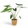 Alocasia Zebrina - Pot de 21cm - Hauteur 70-75cm