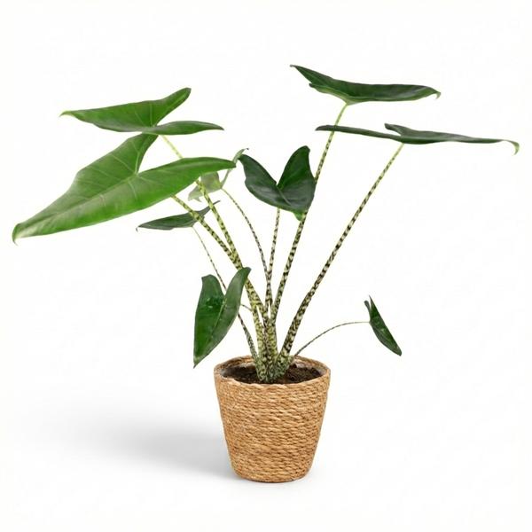 Alocasia Zebrina - Pot de 21cm - Hauteur 70-75cm