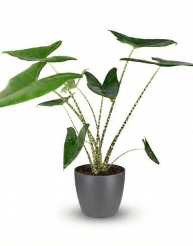 Alocasia Zebrina - Pot de 21cm - Hauteur 70-75cm