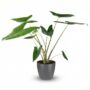 Alocasia Zebrina - Pot de 21cm - Hauteur 70-75cm