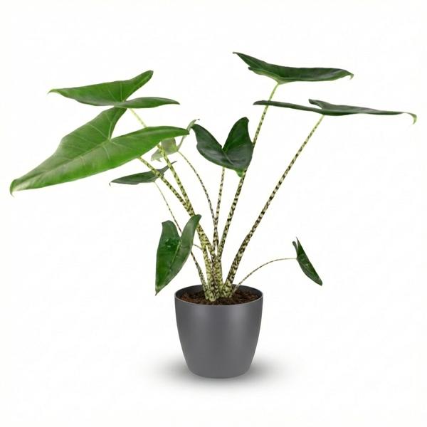 Alocasia Zebrina – Ø 21 cm – H 70 – 75 cm