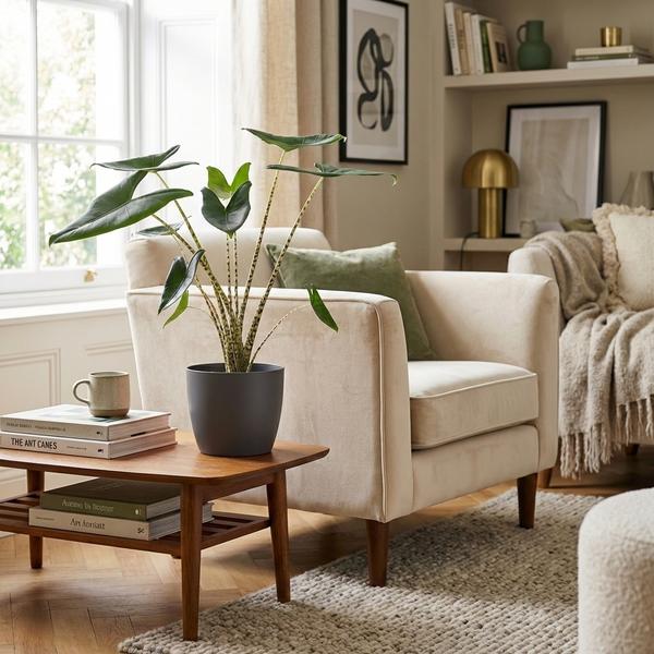 Alocasia Zebrina - Pot de 21cm - Hauteur 70-75cm