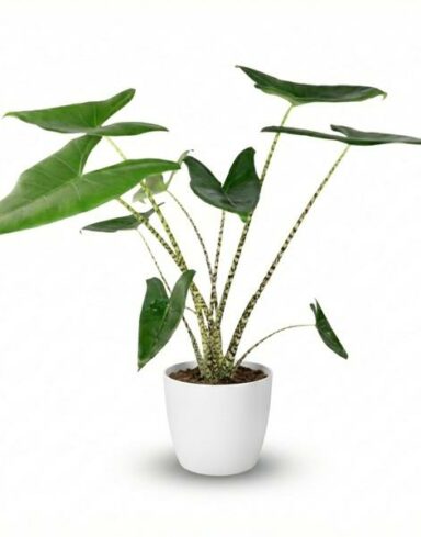 Alocasia Zebrina - Pot de 21cm - Hauteur 70-75cm