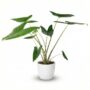 Alocasia Zebrina - Pot de 21cm - Hauteur 70-75cm