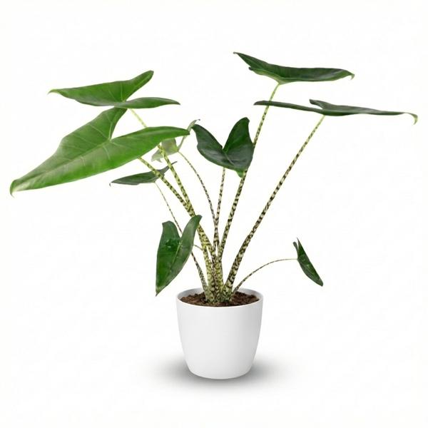 Alocasia Zebrina - Pot de 21cm - Hauteur 70-75cm