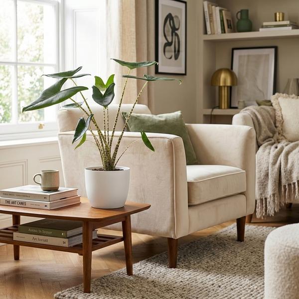 Alocasia Zebrina - Pot de 21cm - Hauteur 70-75cm