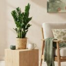 Plantes Direct Producteur