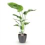 Strelitzia Nicolai