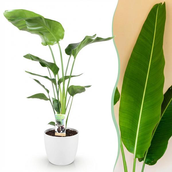 Strelitzia Nicolai