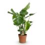 Monstera Deliciosa - Le géant tropical fenêtré