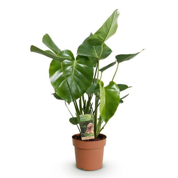 Monstera Deliciosa - Le géant tropical fenêtré