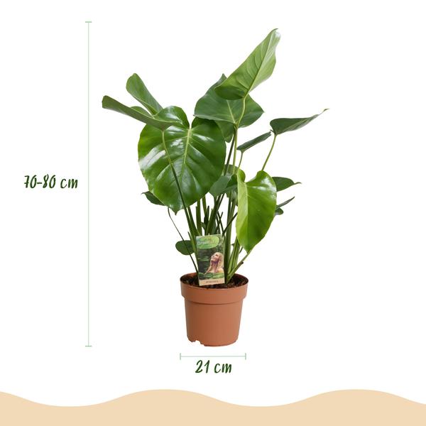 Monstera Deliciosa - Le géant tropical fenêtré