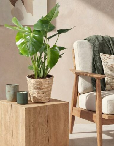Monstera Deliciosa – Plante à trous alternative