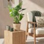 Monstera Deliciosa - Le géant tropical fenêtré