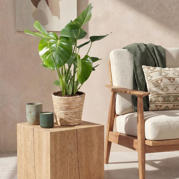 Monstera Deliciosa - Le géant tropical fenêtré