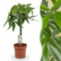 pachira arbre a argent