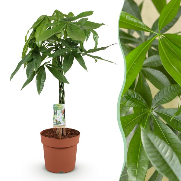 pachira arbre a argent