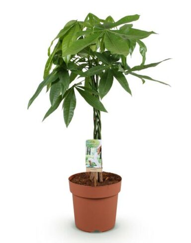 pachira arbre a argent