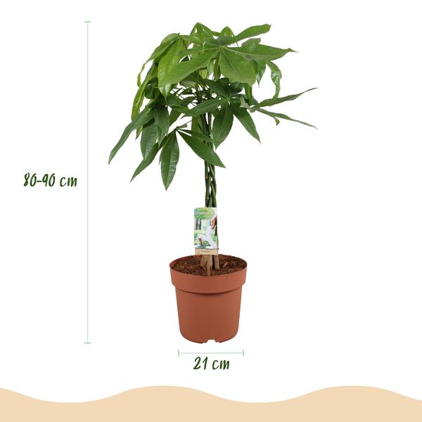 pachira arbre a argent