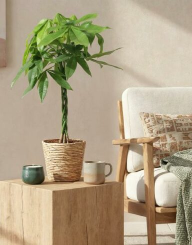 Pachira Aquatica – Tige tressée – Arbre à argent – Pot 21cm – H 80-90cm alternative