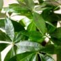 pachira arbre a argent