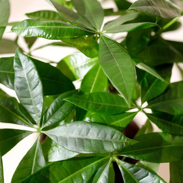 pachira arbre a argent