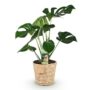 Monstera Deliciosa - Le géant tropical fenêtré