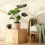 Monstera Deliciosa - Le géant tropical fenêtré