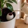 oya -ollas à planter - terre cuite - arrosage automatique plante d'intérieur