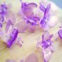Pinces Papillon pour plante X10 - Clips tuteur - Support pour Plantes grimpantes