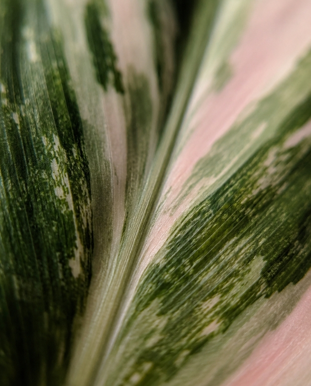 Calathea Glaza