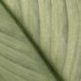 Spathiphyllum Blue Ice