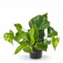 Epipremnum Marble Green