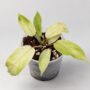 Philodendron Snowdrift