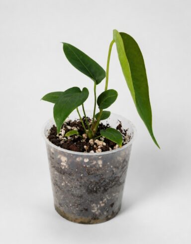 Texte indicatif Anthurium Peltigerum