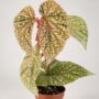 Begonia Snowcap Variegata