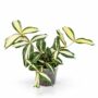 Dracaena surculosa Milky Way