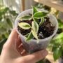Hoya Bella Albomarginata